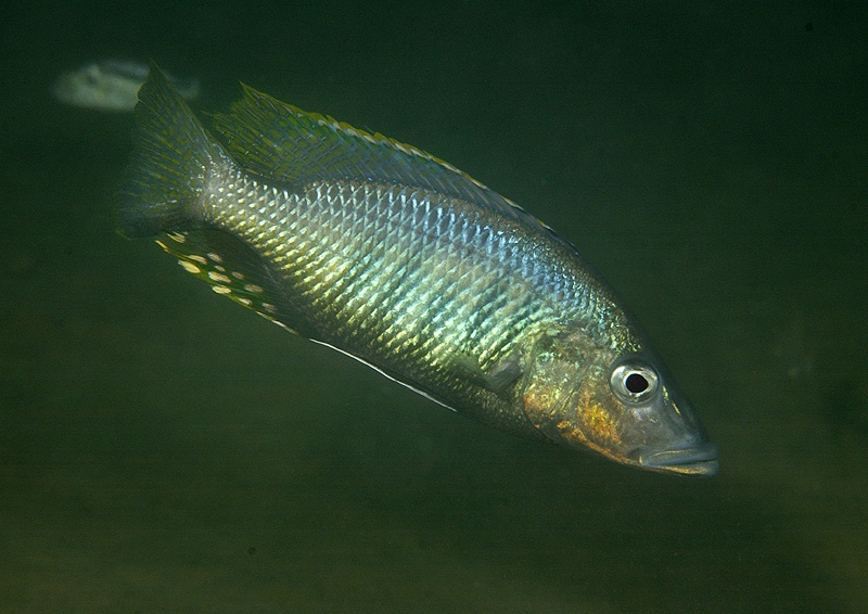 Stigmatochromis woodi 'Otter Point'